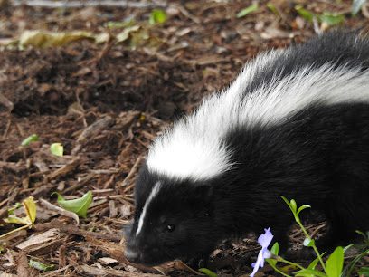 DuPage Kane Wildlife Removal