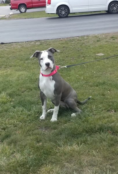 German Shepherd Dog Training