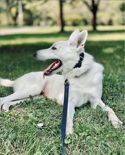Off Leash K9 Training, Chicago